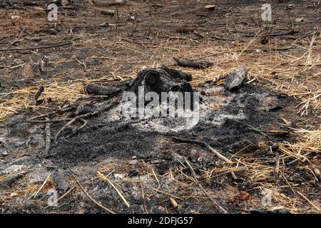 coltivatori di sussistenza bruciano piccoli lotti di foresta per spazio a. coltivare Foto Stock