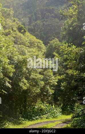 Foreste nell'isola di Graciosa, arcipelago delle Azzorre, Portogallo Foto Stock