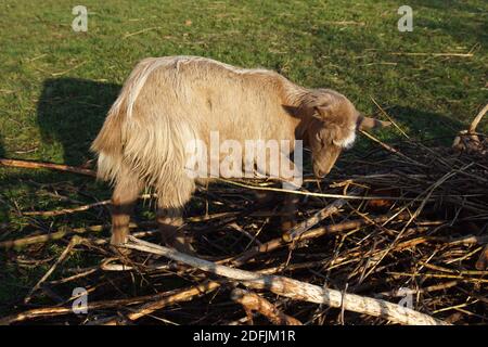 Capra marrone chiaro sui rami che si trovano sul terreno. Fine autunno, dicembre nei Paesi Bassi. Foto Stock