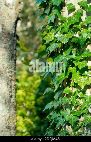 Ivy (hedera Helix), che mostra la pianta intrecciata intorno ad un tronco di albero e i vari stili di foglie che produce. Foto Stock