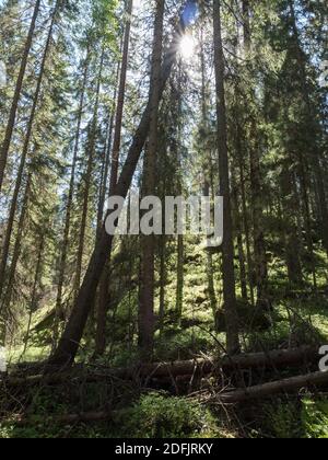Tettoie di abete rosso in foresta naturale di conifere Foto Stock