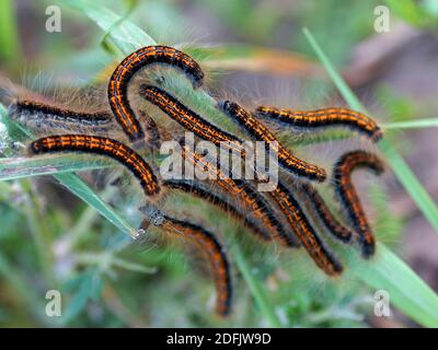 Molte colonne sulla foglia. Bruco di un malacosoma castrensis, lackey macinato Foto Stock