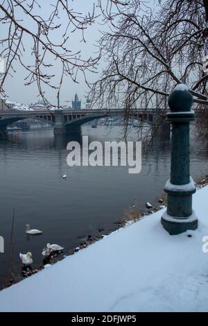 Paesaggio con fiume Moldava, Karlov Most, cigni e anatre a Praga, Repubblica Ceca in inverno in serata. Foto Stock