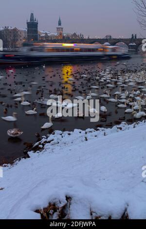 Paesaggio con fiume Moldava, Ponte Carlo, cigni e anatre a Praga, Repubblica Ceca in inverno in serata. Foto Stock