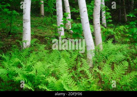 La molla a Sieur de Monts, il Parco Nazionale di Acadia, Maine Foto Stock