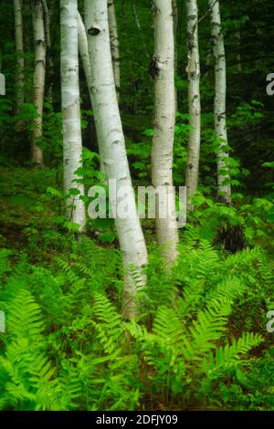 La molla a Sieur de Monts, il Parco Nazionale di Acadia, Maine Foto Stock