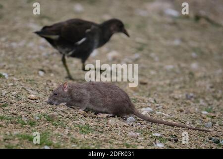 Ratto marrone in riserva naturale Foto Stock
