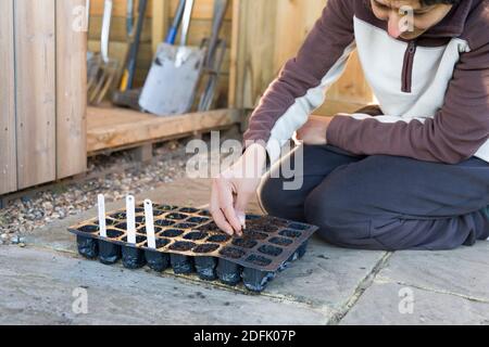 Donna semina semi, riempiendo un vassoio di sementi di cellule di piante di plastica con composto in un giardino, Regno Unito Foto Stock