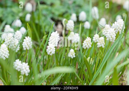 Muscari White Magic, grumo di muscari aucheri bianco magia in fiore, fioritura giacinti d'uva in un giardino, Regno Unito Foto Stock