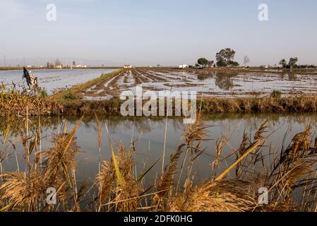 Delta Ebro, Parco Naturale, Tarragona, Catalogna, Spagna, gennaio 2020: Risaie con paesaggio tradizionale casale, Delta fiume Ebro, Tarragona Spagna Foto Stock