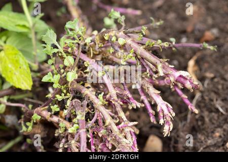 Rizomi, pianta di menta (mentha) con rizomi o rootstocks che crescono in un giardino, Regno Unito Foto Stock