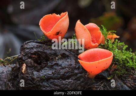 Scharlachrote Kelchbecherling (Sarcosca coccinea) Foto Stock