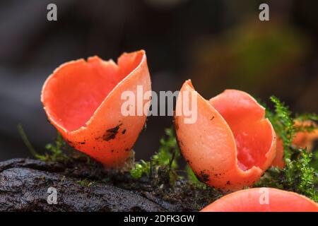 Scharlachrote Kelchbecherling (Sarcosca coccinea) Foto Stock