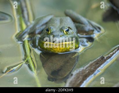 Una rana americana nelle zone umide. Foto Stock