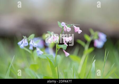 Virginia Bluebells o Mertensia virginica fioriscono in primavera sul pavimento della foresta. Foto Stock
