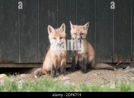 Due kit siedono vicino ad un capannone, che usano come un den. Foto Stock