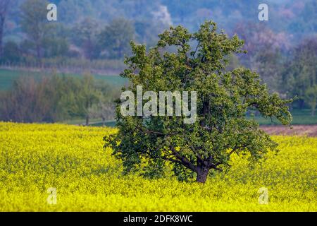 Baum im Rapsfeld, Albvorland, Bissingen an der Teck Foto Stock