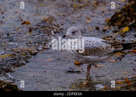 Un gabbiano sta in piedi nelle acque poco profonde sul bordo di un fiume, come piccole onde rotolano dentro alla riva del fiume e formano bolle sul terreno. Il gabbiano ca Foto Stock