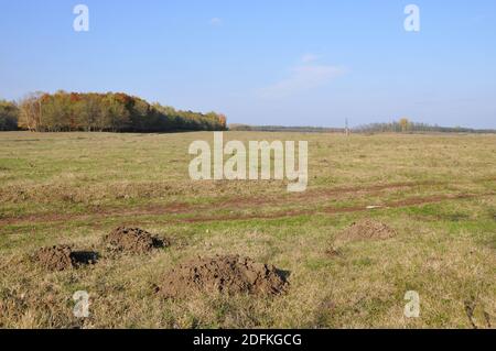 Riserva naturale di nannospalax (leucodon) transsilvanicus, Parco Nazionale di Hortobágy, Hajdúbagos, Ungheria, Magyarország, Europa Foto Stock