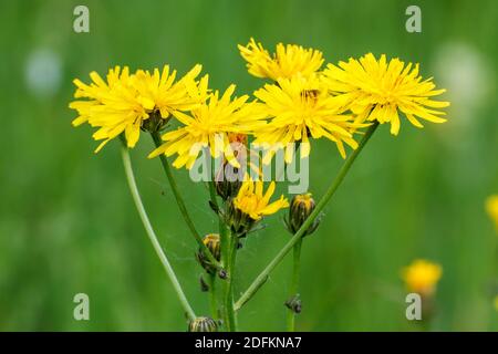 Wiesen-Pippau (Crepis biennis) Foto Stock