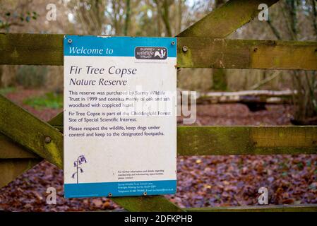 Parte del sentiero pubblico Wey South Path attraverso la riserva naturale Fir Tree Copse. Surrey Wildlife Trust, Chiddingfold Forest, SSSI. Area del bosco Foto Stock