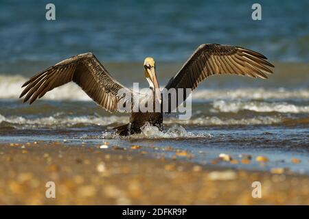 Pellicano bruno - Pelecanus occidentalis grande uccello della famiglia pellicana, Pelecanidae, nutrire e cacciare tuffandosi in acqua. Volo e pesca, kamikaze t Foto Stock