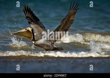 Pellicano bruno - Pelecanus occidentalis grande uccello della famiglia pellicana, Pelecanidae, nutrire e cacciare tuffandosi in acqua. Volo e pesca, kamikaze t Foto Stock