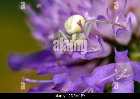 Veränderliche Krabbenspinne (Misumena vatia) Foto Stock