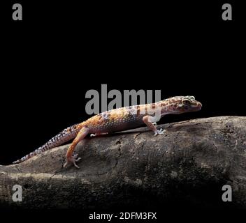 Leopard gecko seduto su un brunch (Eublepharis macularius) come il PET Foto Stock