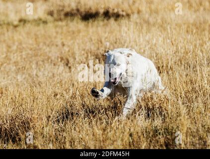 Color platino Golden Retriever cane in esecuzione su una centrale di Colorado Ranch; USA Foto Stock
