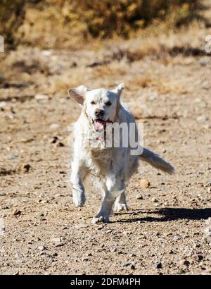Color platino Golden Retriever cane in esecuzione su una centrale di Colorado Ranch; USA Foto Stock