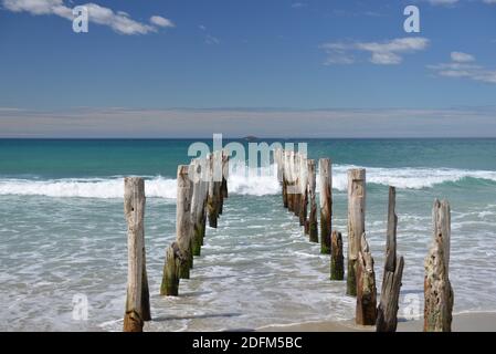 Vecchi pali sulla spiaggia di St Clair a Dunedin Foto Stock