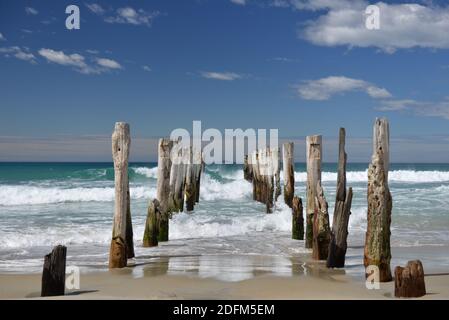 Vecchi pali sulla spiaggia di St Clair a Dunedin Foto Stock