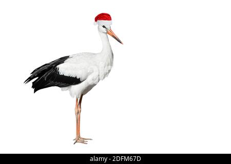 Gru uccello lunghezza intera isolato su bianco. Gru di Natale o Santa Hat è alto, a gambe lunghe, a collo lungo uccello. Foto Stock