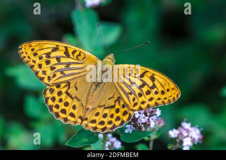 Kaisermantel (Argynnis pafia) Männchen Foto Stock