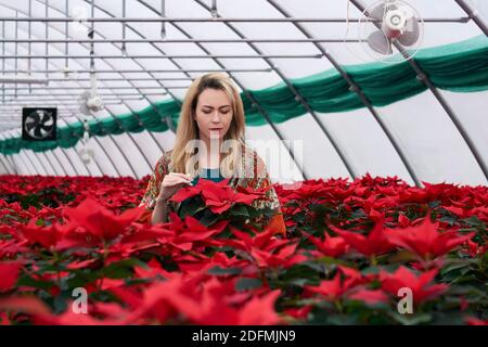 giovane donna che guarda i fiori di poinsettia rossi in serra sopra giorno invernale Foto Stock