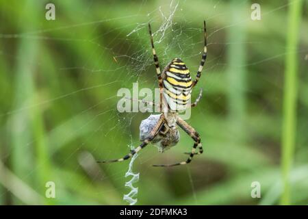 Wespenspinne (Argiope bruennichii) mit Beute Foto Stock