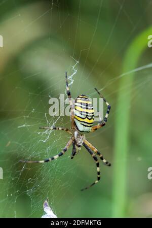 Wespenspinne (Argiope bruennichii) mit Beute Foto Stock