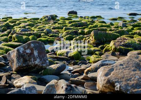 Rocce marine bagnate ricoperte di alghe verdi in un mare blu e calmo. Messa a fuoco selettiva. Foto Stock