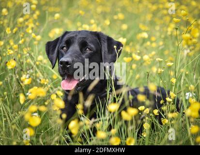 labrador nero in estate tra le coppe Foto Stock