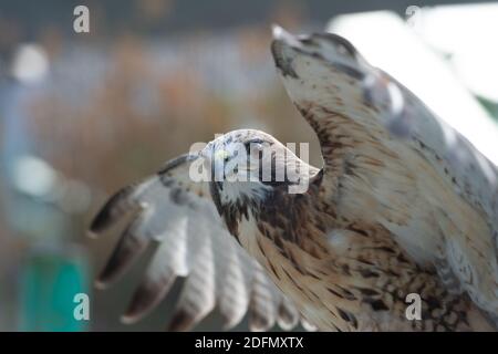 Il ritratto isolato del falco Foto Stock