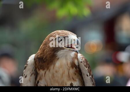 Il ritratto isolato del falco Foto Stock