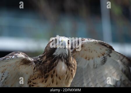 Il ritratto isolato del falco Foto Stock