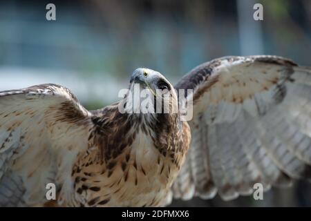 Il ritratto isolato del falco Foto Stock