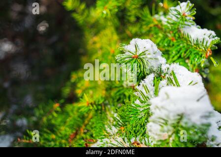 Il ramo di abete rosso è coperto di neve frizzante e ghiaccio sullo sfondo della foresta di abeti. Mattina gelosa e fredda nella foresta invernale. Scene innevate. Foto Stock
