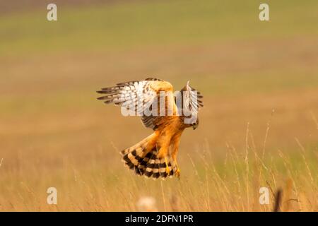 Northern harrier (Circus hudsonius) in volo, William Finley National Wildlife Refuge, Oregon Foto Stock