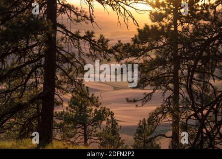 Tramonto sui campi ondulati del Palouse, Kamiak Butte, Washington state, USA Foto Stock