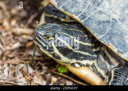 Gelbbauch-Schmuckschildkröte (Trachemys scripta scripta) Foto Stock