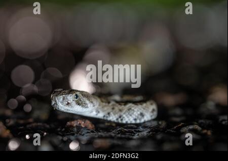 Rattlesnake, un neonato Western Diamond, su una strada dopo una pioggia. Bosque del Apache National Wildlife Refuge, New Mexico, IUSA. Foto Stock