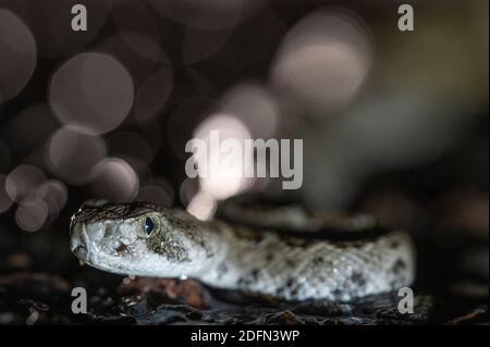 Rattlesnake, un neonato Western Diamond, su una strada dopo una pioggia. Bosque del Apache National Wildlife Refuge, New Mexico, IUSA. Foto Stock